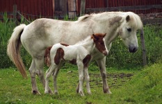Perla & Lýsa
