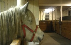 Nyanländ Mýkt i transportgrimman 2011