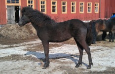 Mý 1 år