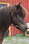 Hekla 7 år