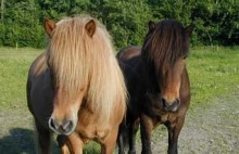 Steppen, bästa kompisen & Flugar 8 år