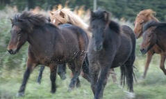 Flugar och flocken