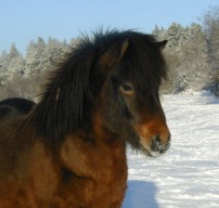 Draumur 3 år