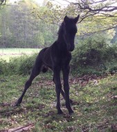 Gustur några dagar gammal