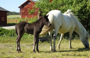 Oliva och Mýkt