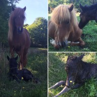 Nyfödd Noi med mamma Yrsa