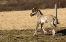 Óli "Mirakel" drygt 1 vecka