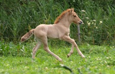 Orka ca 2 veckor