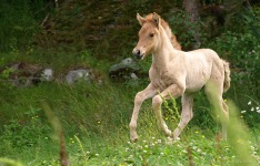 Orka ca 2 veckor