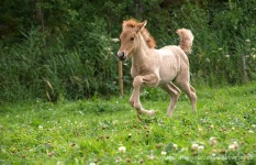 Orka ca 2 veckor