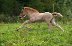 Orka ca 2 veckor