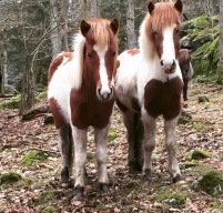 Sæta 3 år & Lýsa 4 år