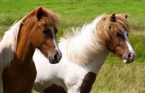 Sæta 3 år & Lýsa 4 år
