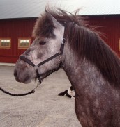 herjann200707asn