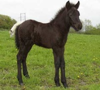 herjann20030524a