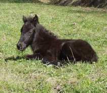 herjann20030509b