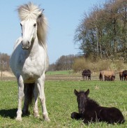 perla-herjann20030509asn