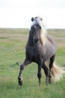 bjartur2017fotocorashouse&horse