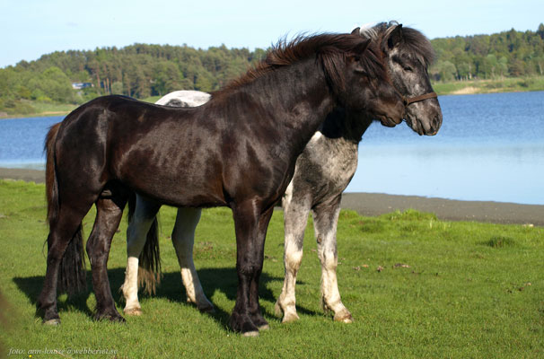 Stjörnufákur och Otto